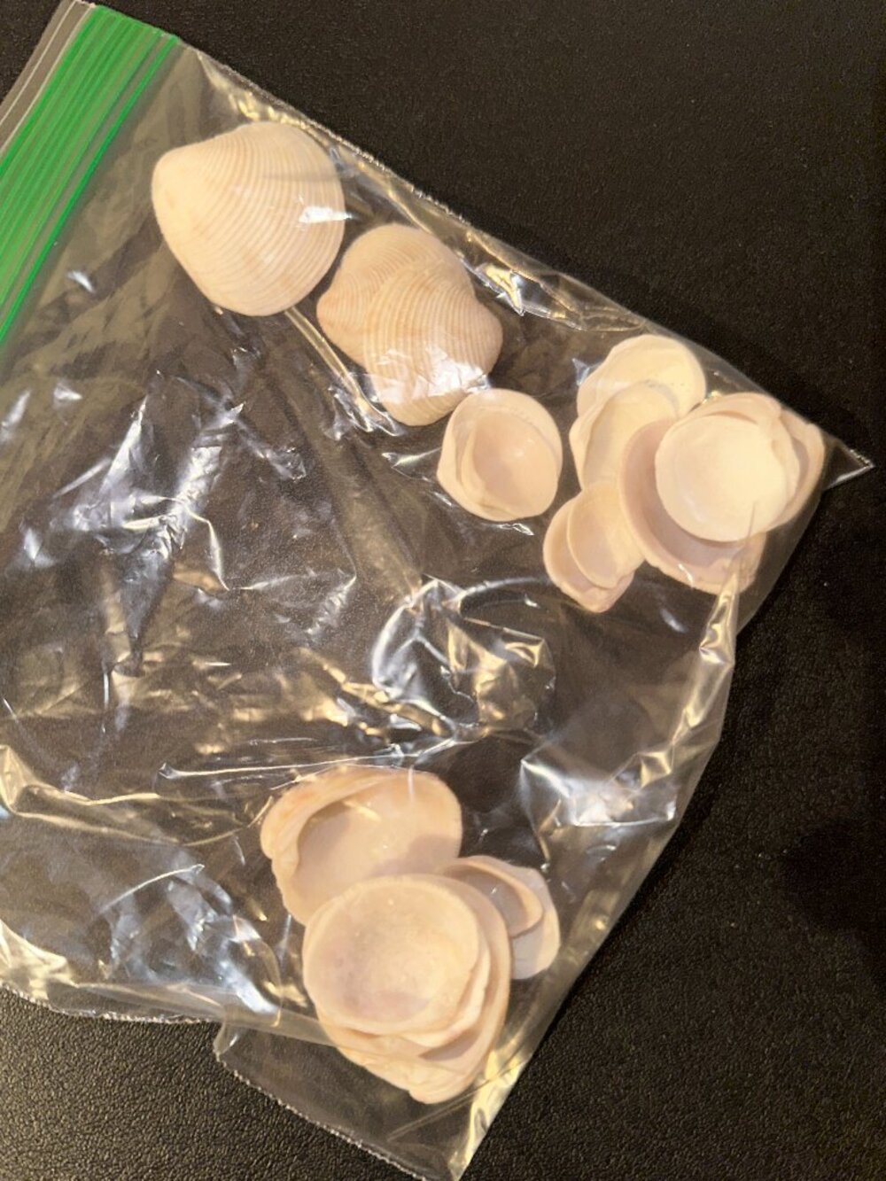Bag of Florida Seashells